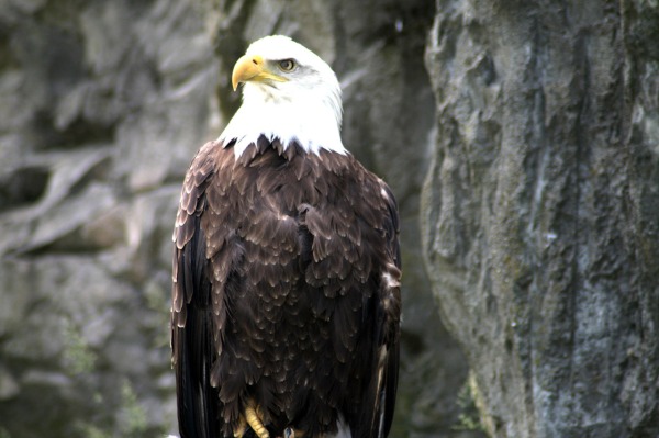 amercian-bald-eagle